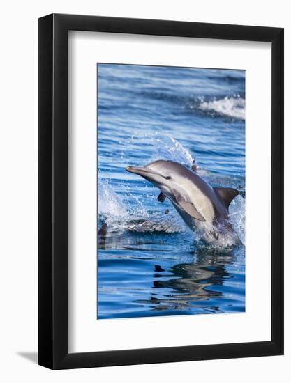 Baja, Sea of Cortez, UNESCO Site, 'Aquarium of the World' Long-beaked common dolphin breaching.-Janet Muir-Framed Photographic Print