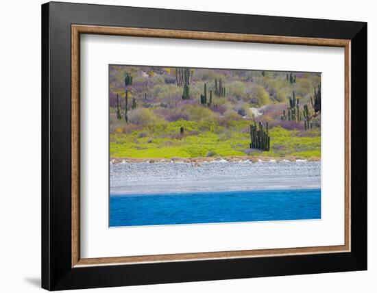 Baja, Sea of Cortez, UNESCO Site, Desert landscape in springtime.-Janet Muir-Framed Photographic Print