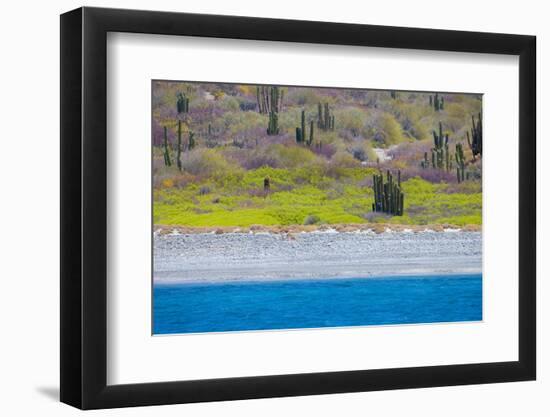 Baja, Sea of Cortez, UNESCO Site, Desert landscape in springtime.-Janet Muir-Framed Photographic Print