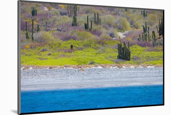 Baja, Sea of Cortez, UNESCO Site, Desert landscape in springtime.-Janet Muir-Mounted Photographic Print