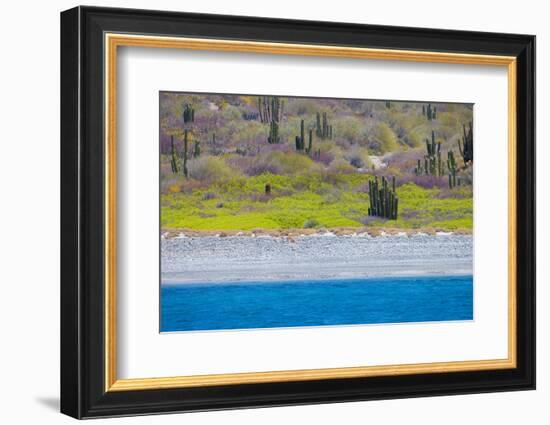 Baja, Sea of Cortez, UNESCO Site, Desert landscape in springtime.-Janet Muir-Framed Photographic Print