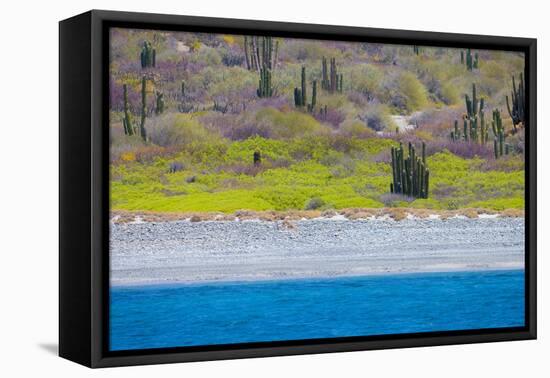 Baja, Sea of Cortez, UNESCO Site, Desert landscape in springtime.-Janet Muir-Framed Premier Image Canvas