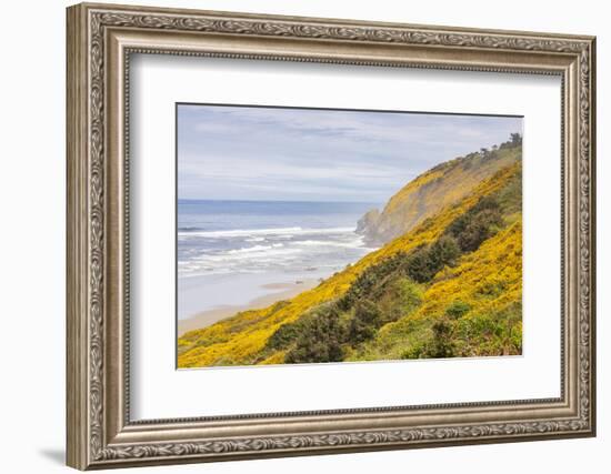 Baker Beach, Oregon, USA. Yellow flowers on hillsides on the Oregon coast.-Emily Wilson-Framed Photographic Print