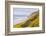 Baker Beach, Oregon, USA. Yellow flowers on hillsides on the Oregon coast.-Emily Wilson-Framed Photographic Print