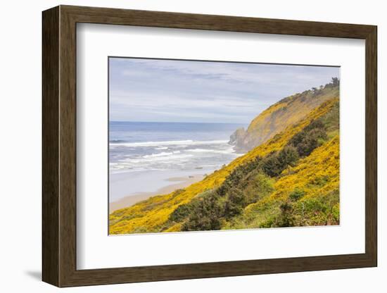 Baker Beach, Oregon, USA. Yellow flowers on hillsides on the Oregon coast.-Emily Wilson-Framed Photographic Print