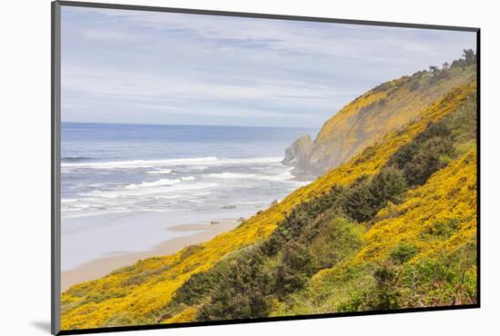 Baker Beach, Oregon, USA. Yellow flowers on hillsides on the Oregon coast.-Emily Wilson-Mounted Photographic Print