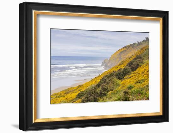 Baker Beach, Oregon, USA. Yellow flowers on hillsides on the Oregon coast.-Emily Wilson-Framed Photographic Print