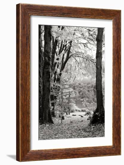 Baker Lake Trail II-Dana Styber-Framed Photographic Print