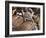 Balafon Players During Festivities, Sikasso, Mali, Africa-De Mann Jean-Pierre-Framed Photographic Print