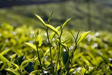 Tea Plantations, Vagamon, Kerala, India, Asia-Balan Madhavan-Framed Photographic Print