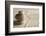 Balance (Shallow Depth of Field)-og-vision-Framed Photographic Print