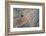 Balance-Doug Chinnery-Framed Photographic Print