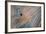 Balance-Doug Chinnery-Framed Photographic Print