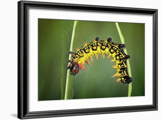 Balancing Act-Jimmy Hoffman-Framed Photographic Print