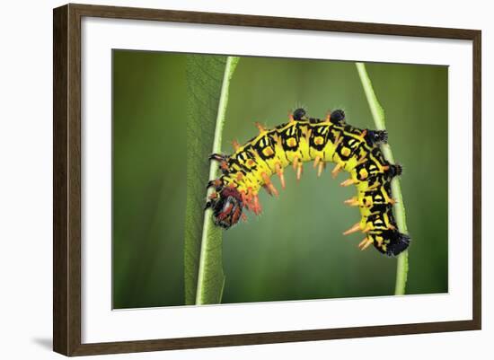 Balancing Act-Jimmy Hoffman-Framed Photographic Print