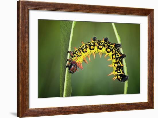 Balancing Act-Jimmy Hoffman-Framed Photographic Print