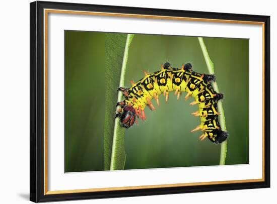 Balancing Act-Jimmy Hoffman-Framed Photographic Print