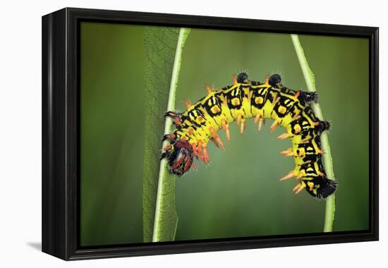 Balancing Act-Jimmy Hoffman-Framed Premier Image Canvas