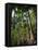 Balata Gardens, Martinique, West Indies, Caribbean, Central America-Thouvenin Guy-Framed Premier Image Canvas