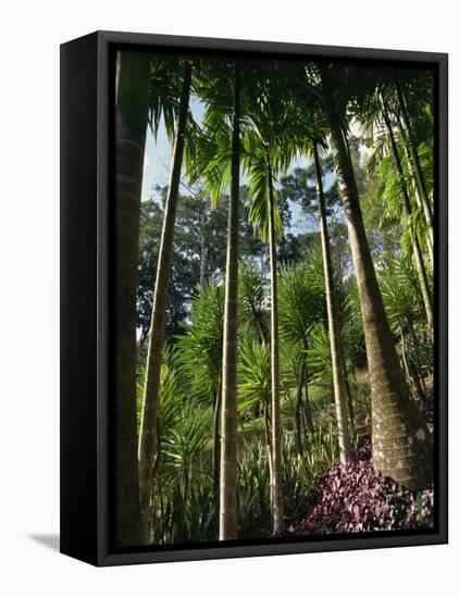 Balata Gardens, Martinique, West Indies, Caribbean, Central America-Thouvenin Guy-Framed Premier Image Canvas