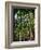 Balata Gardens, Martinique, West Indies, Caribbean, Central America-Thouvenin Guy-Framed Photographic Print