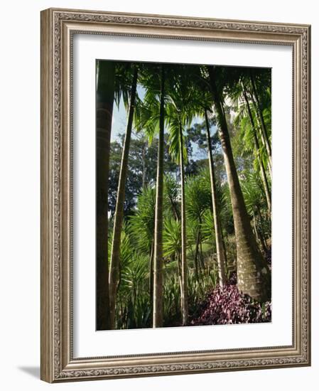 Balata Gardens, Martinique, West Indies, Caribbean, Central America-Thouvenin Guy-Framed Photographic Print