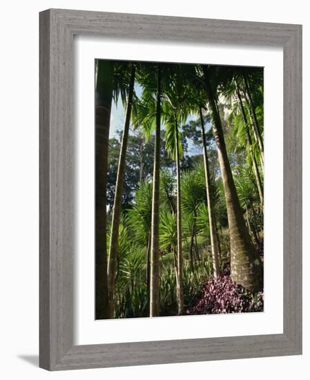 Balata Gardens, Martinique, West Indies, Caribbean, Central America-Thouvenin Guy-Framed Photographic Print