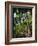 Balata Gardens, Martinique, West Indies, Caribbean, Central America-Thouvenin Guy-Framed Photographic Print