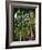 Balata Gardens, Martinique, West Indies, Caribbean, Central America-Thouvenin Guy-Framed Photographic Print