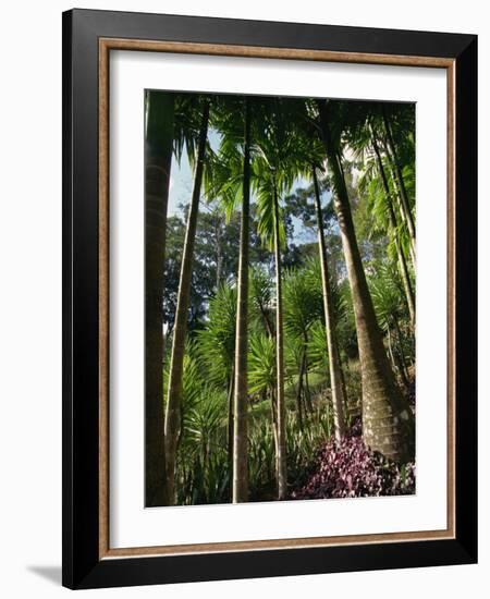 Balata Gardens, Martinique, West Indies, Caribbean, Central America-Thouvenin Guy-Framed Photographic Print