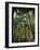 Balata Gardens, Martinique, West Indies, Caribbean, Central America-Thouvenin Guy-Framed Photographic Print