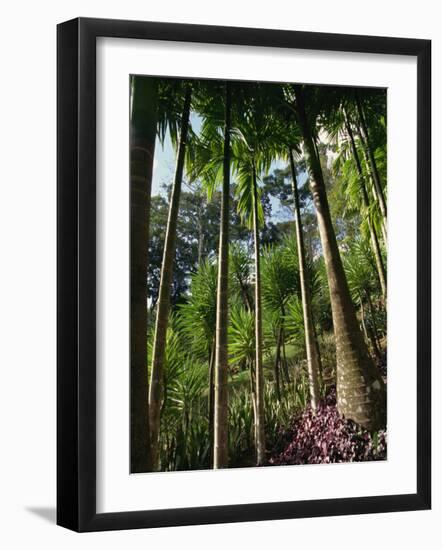 Balata Gardens, Martinique, West Indies, Caribbean, Central America-Thouvenin Guy-Framed Photographic Print