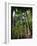 Balata Gardens, Martinique, West Indies, Caribbean, Central America-Thouvenin Guy-Framed Photographic Print