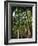 Balata Gardens, Martinique, West Indies, Caribbean, Central America-Thouvenin Guy-Framed Photographic Print