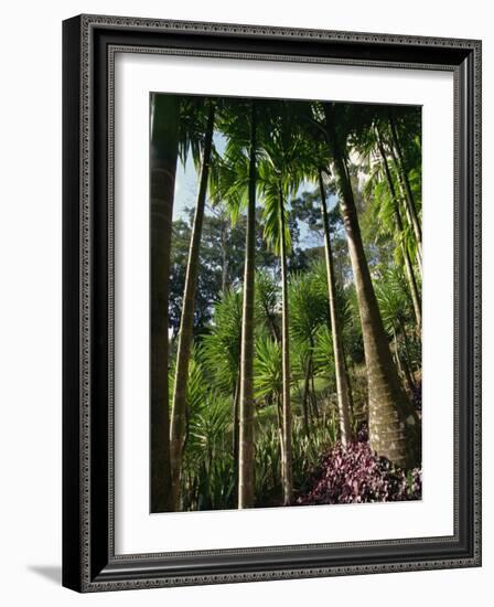 Balata Gardens, Martinique, West Indies, Caribbean, Central America-Thouvenin Guy-Framed Photographic Print