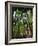 Balata Gardens, Martinique, West Indies, Caribbean, Central America-Thouvenin Guy-Framed Photographic Print