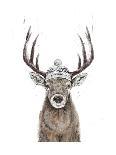 Xmas Deer-Balazs Solti-Giclee Print