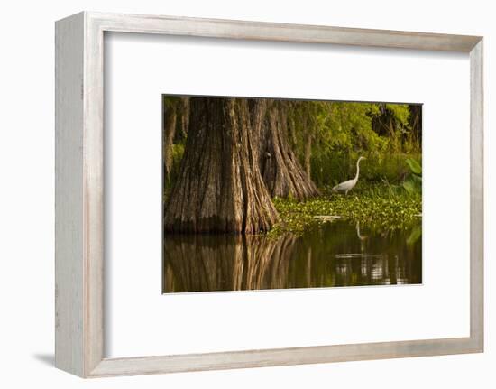 Bald Cypress and Great Egret in Swamp, Lake Martin, Louisiana, USA-null-Framed Photographic Print