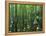 Bald Cypress, Apalachicola National Forest, Florida, USA-Charles Gurche-Framed Premier Image Canvas