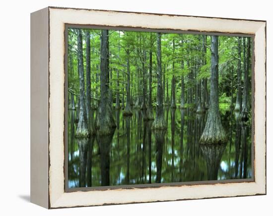 Bald Cypress, Apalachicola National Forest, Florida, USA-Charles Gurche-Framed Premier Image Canvas