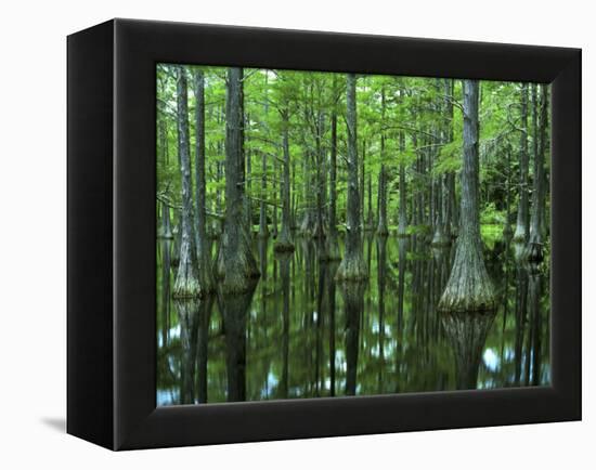 Bald Cypress, Apalachicola National Forest, Florida, USA-Charles Gurche-Framed Premier Image Canvas