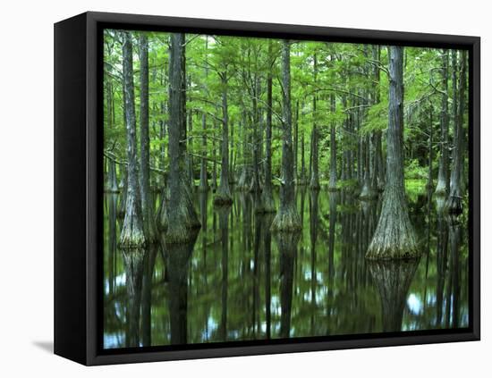 Bald Cypress, Apalachicola National Forest, Florida, USA-Charles Gurche-Framed Premier Image Canvas