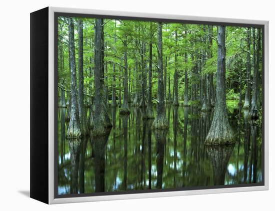 Bald Cypress, Apalachicola National Forest, Florida, USA-Charles Gurche-Framed Premier Image Canvas