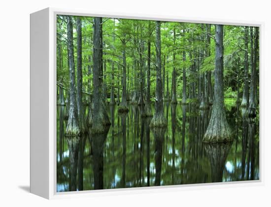 Bald Cypress, Apalachicola National Forest, Florida, USA-Charles Gurche-Framed Premier Image Canvas