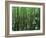 Bald Cypress, Apalachicola National Forest, Florida, USA-Charles Gurche-Framed Photographic Print