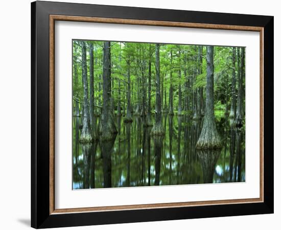 Bald Cypress, Apalachicola National Forest, Florida, USA-Charles Gurche-Framed Photographic Print