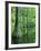 Bald Cypress, Apalachicola National Forest, Florida, USA-Charles Gurche-Framed Photographic Print