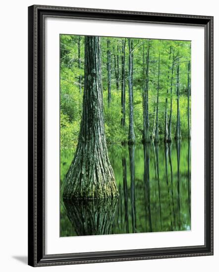 Bald Cypress, Apalachicola National Forest, Florida, USA-Charles Gurche-Framed Photographic Print