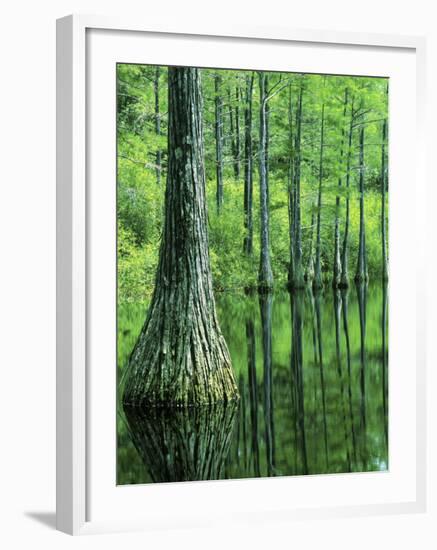 Bald Cypress, Apalachicola National Forest, Florida, USA-Charles Gurche-Framed Photographic Print