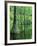 Bald Cypress, Apalachicola National Forest, Florida, USA-Charles Gurche-Framed Photographic Print